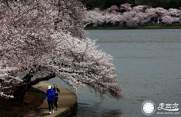 華盛頓櫻花節圖片