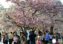 2014年華盛頓櫻花節看美麗櫻花怒放