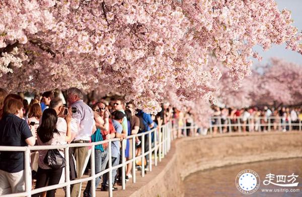 華盛頓旅游櫻花圖片