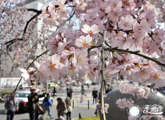 華盛頓櫻花圖片