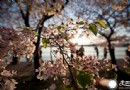波托馬克公園觀賞華盛頓櫻花