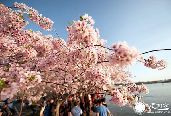 美國華盛頓旅游櫻花圖片