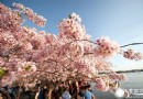 2014美國華盛頓櫻花節開幕時間
