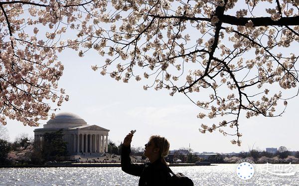 美國華盛頓櫻花圖片