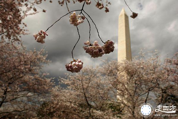 華盛頓櫻花圖片