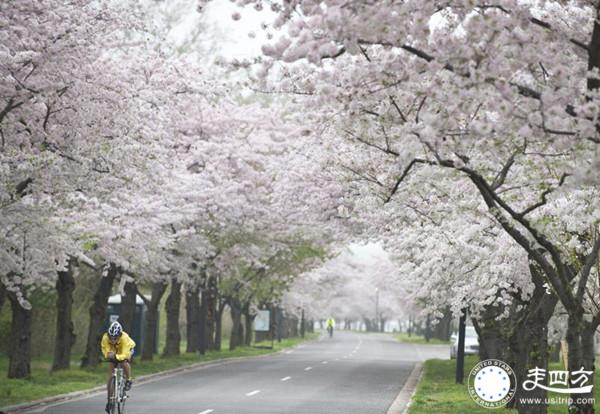 美國華盛頓櫻花圖片
