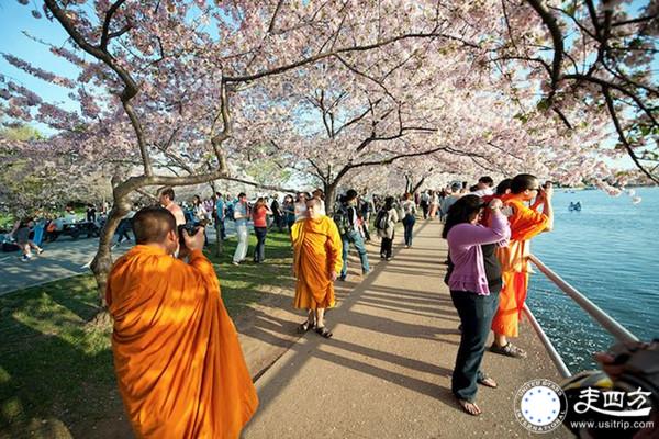 華盛頓櫻花節旅游圖片