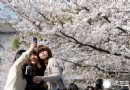 4月和家人去美國華盛頓參加華盛頓櫻花節