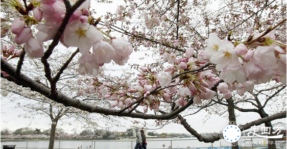 華盛頓國家櫻花節旅游圖片