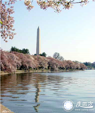 華盛頓國家櫻花節旅游圖片