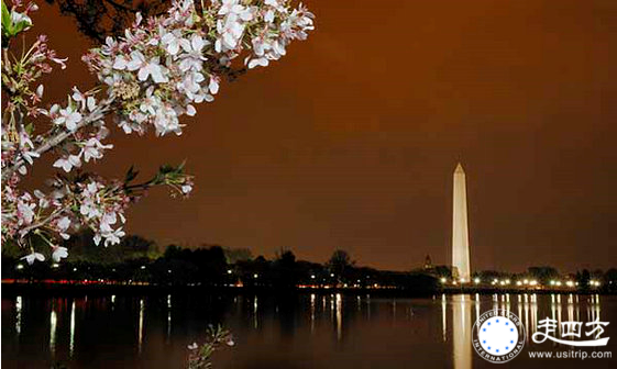 華盛頓國家櫻花節旅游圖片