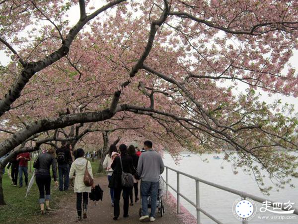 美國華盛頓DC櫻花節圖片