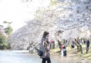 2014華盛頓櫻花節自助游攻略