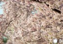華盛頓櫻花節 浪漫時尚櫻花季