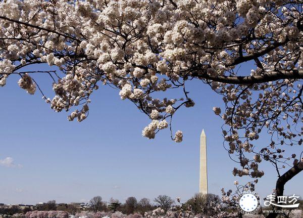 2014華盛頓櫻花節圖片
