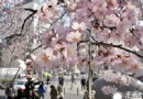 2014年美國華盛頓（Washington D.C.）櫻花節旅游攻略