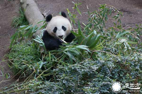 大熊貓圖片