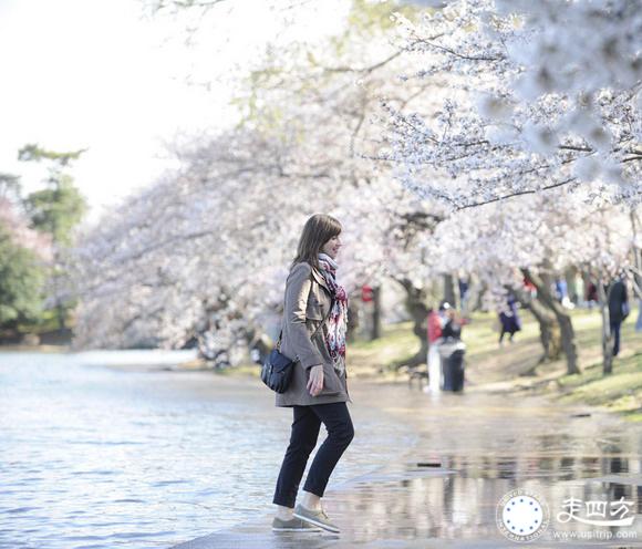 美國華盛頓櫻花節圖片