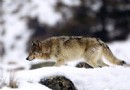 美國黃石國家公園之野生動物的天堂