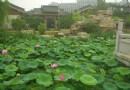 福如東海文化園
