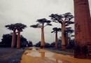 猴面包樹大道