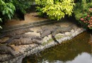 拉凡尼勒鳄魚公園