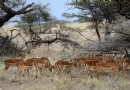 桑布魯野生動物保護區