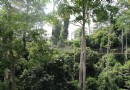 卡庫姆國家公園
