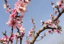 劉台桃花源風景區