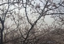 櫻花廣場