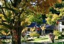 禅林寺古銀杏風景園