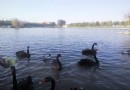 天鵝湖動物樂園