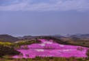 英歌石植物園