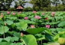千年古蓮園
