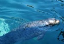 大連老虎灘海獸館