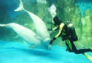 大連老虎灘海洋公園海洋極地館