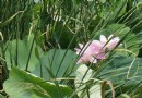 沈陽仙子湖