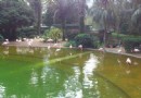 百鳥公園