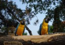 沈陽動物園