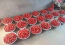 東港遲家99草莓