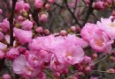 龍灣公園