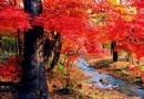 蛟河紅葉節