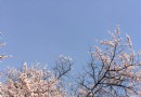 杏花村公園