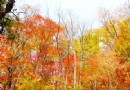 寒蔥嶺楓葉紅色旅游觀光休閒區