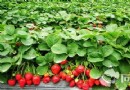 哈爾濱北大荒有機草莓園