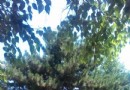 顧鄉公園