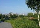 丁香公園