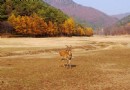 金山鹿苑