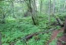 寧安市火山口國家森林公園