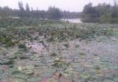 濕地公園